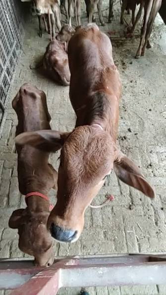 PARALYSIS IN NEWBORN RUMINANTS: THE NUTRITIONAL WARNING FARMERS MUST NOT IGNORE